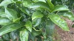 绿叶繁茂的柑橘植株