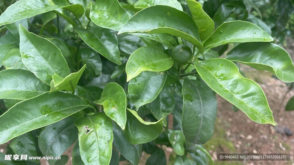 绿叶繁茂的柑橘植株