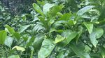 绿叶繁茂的植物景象