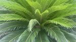 翠绿羽状叶片的热带植物