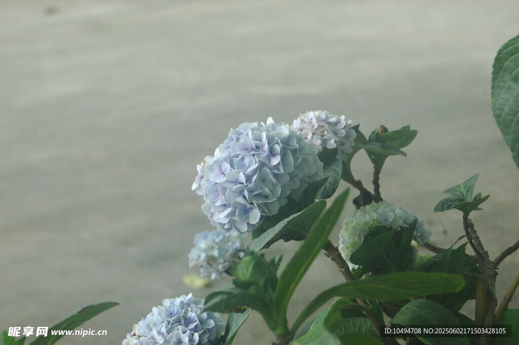 蓝紫色绣球花特写