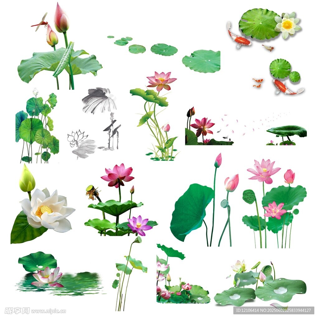 荷花荷叶免抠图素材
