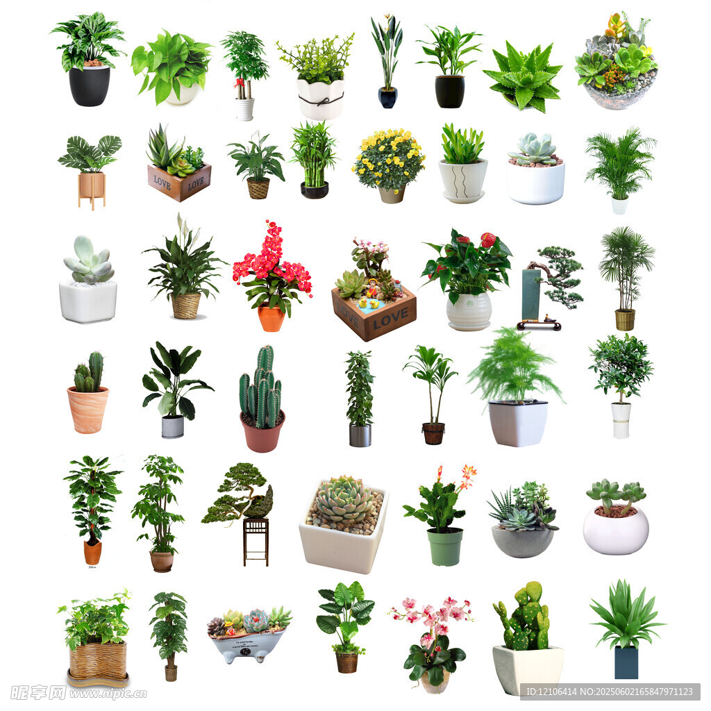 多样室内绿植展示