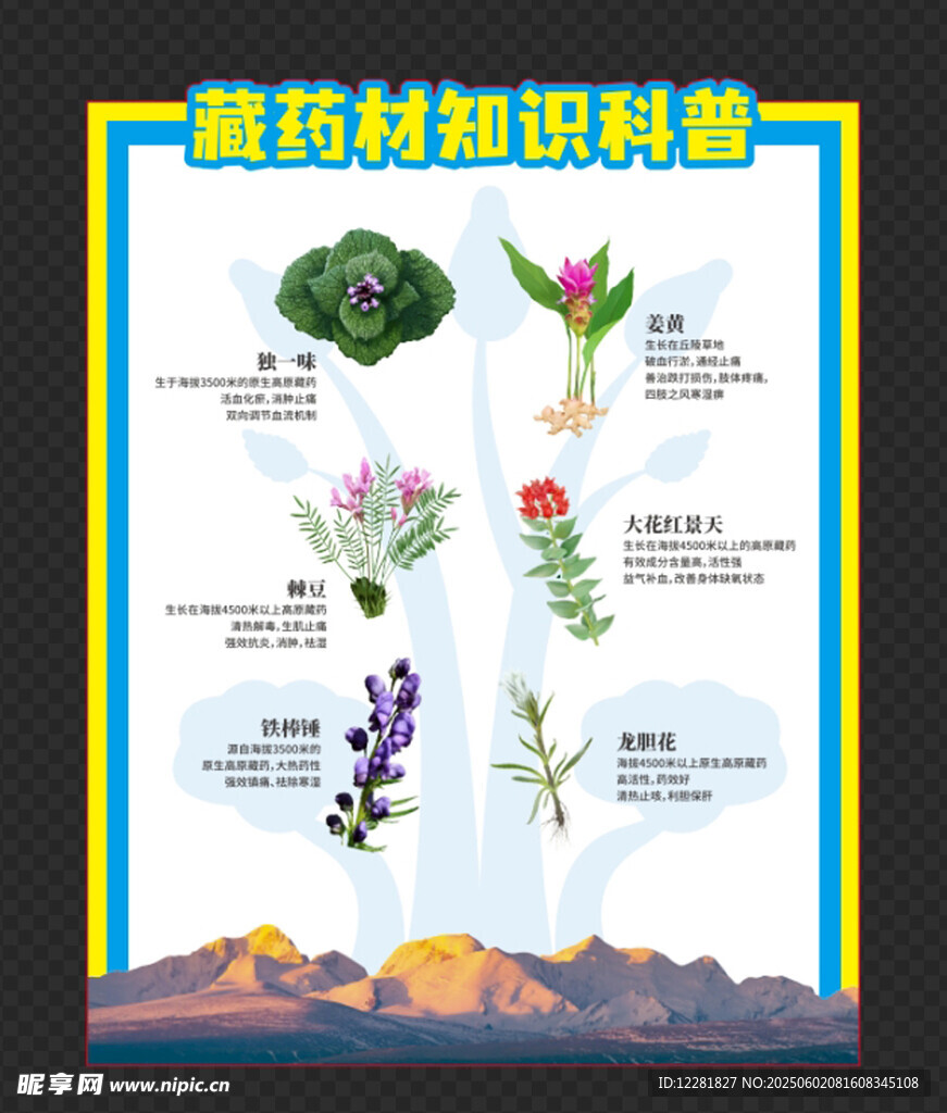 藏药药用植物知识科普