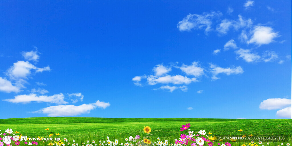 蓝天白云花海