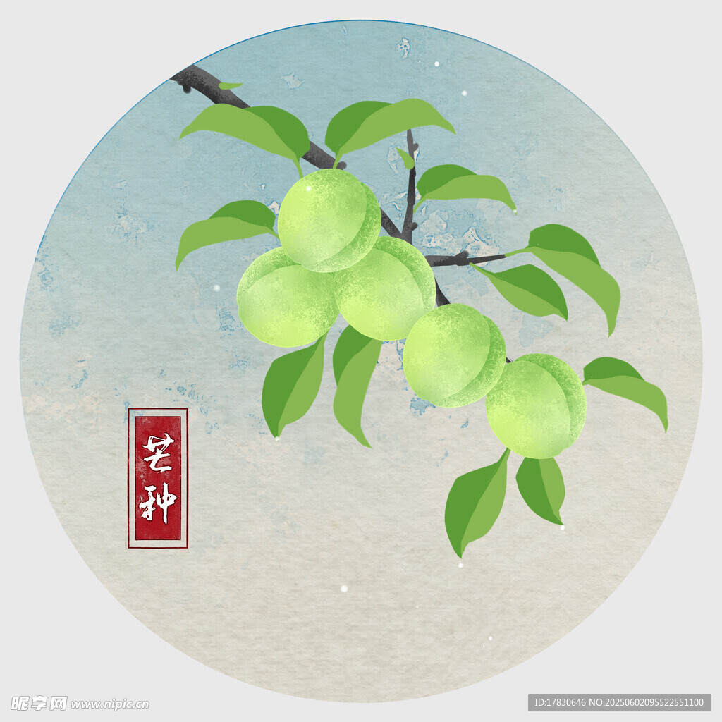 芒种