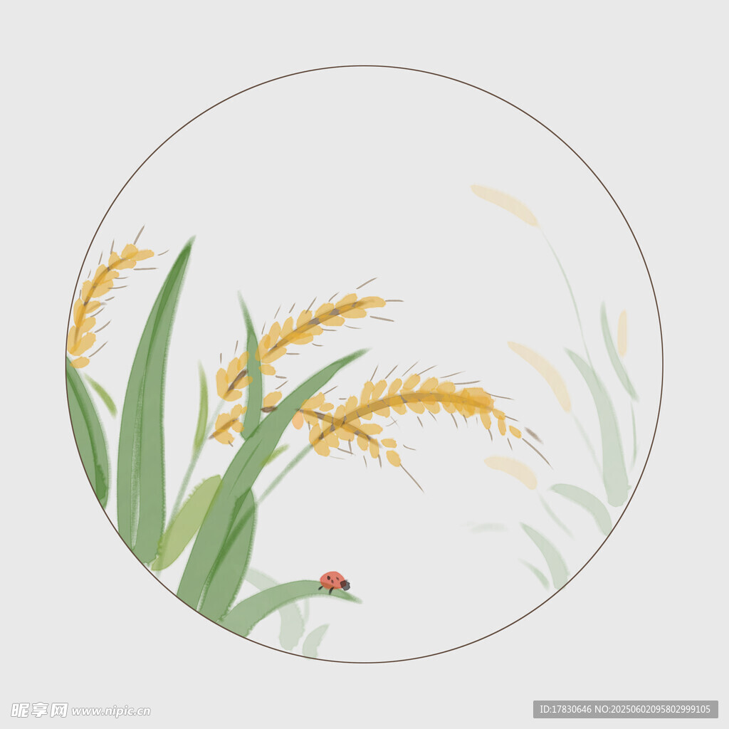芒种