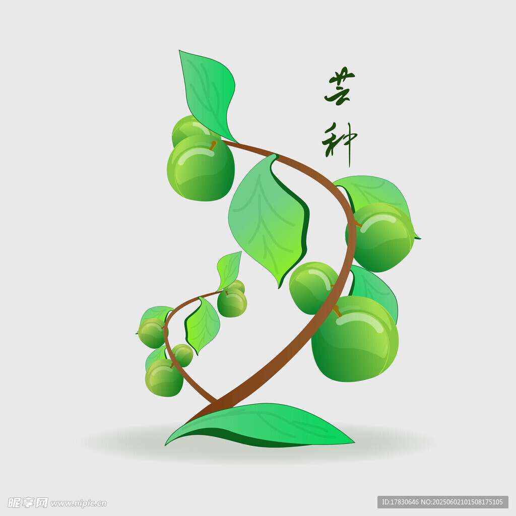 芒种