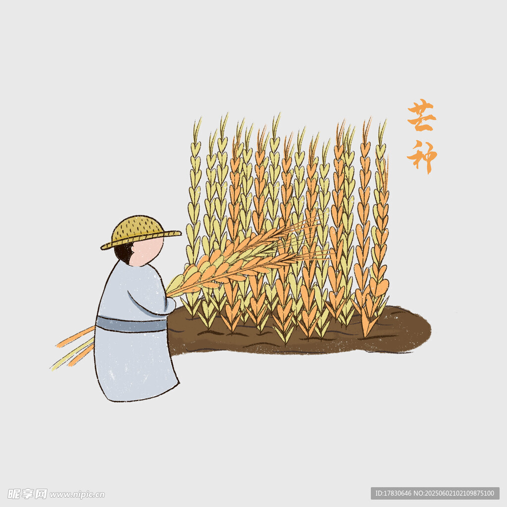 芒种