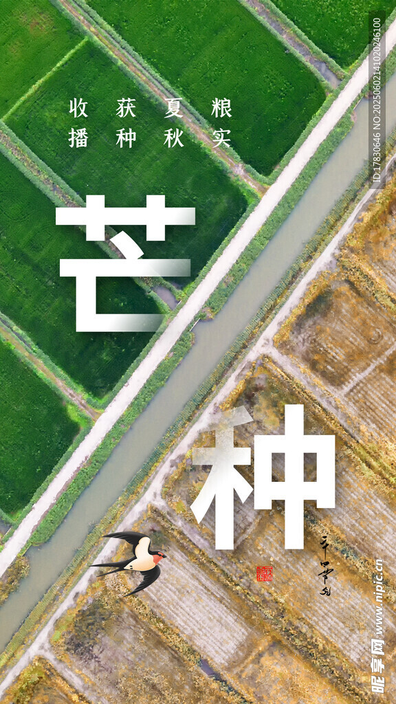 芒种海报