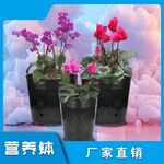 主图模板