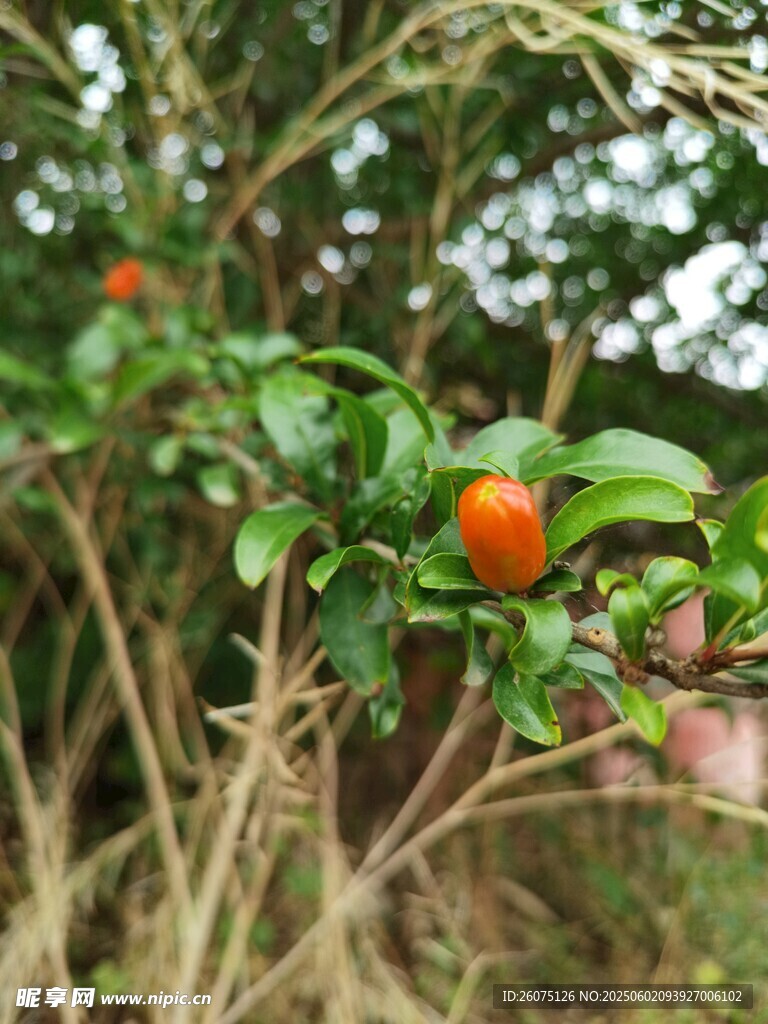 石榴花