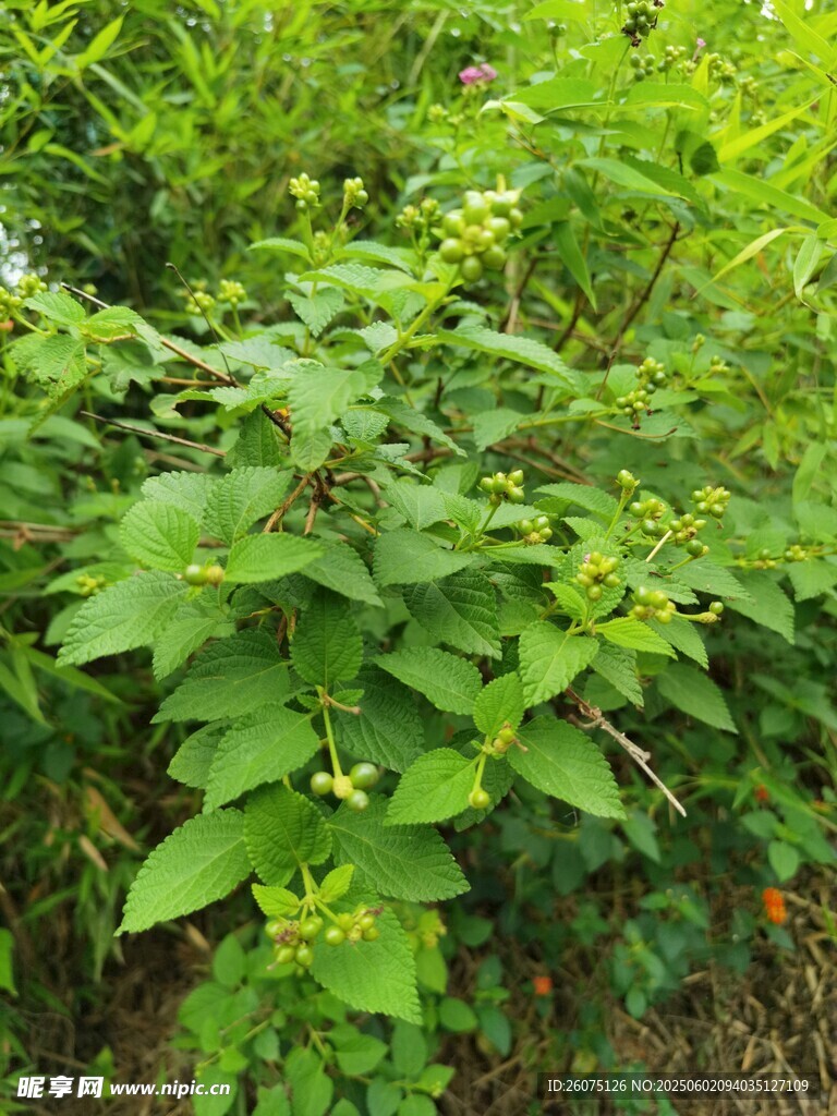 果实