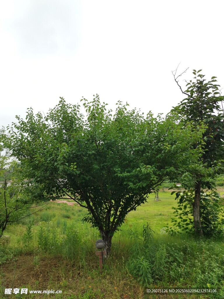 树