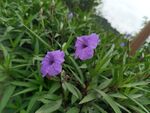 翠芦莉
