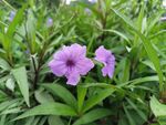 紫色小花