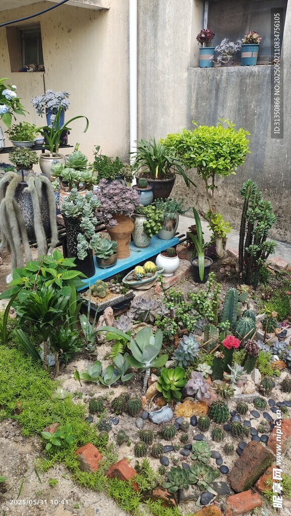 庭院中的多彩绿植景观