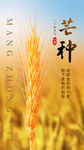 二十四节气金黄色小麦创意芒种