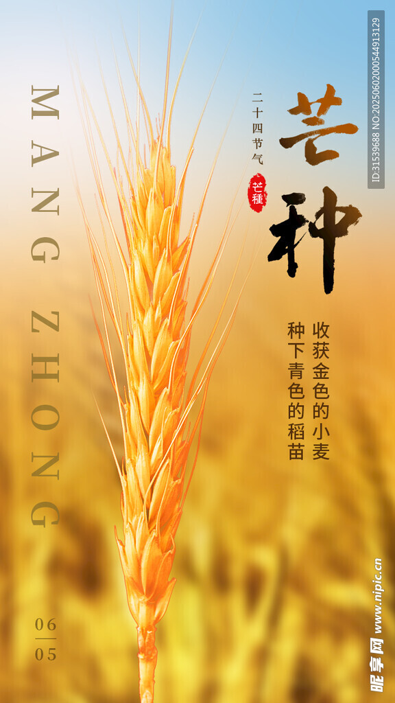 二十四节气金黄色小麦创意芒种