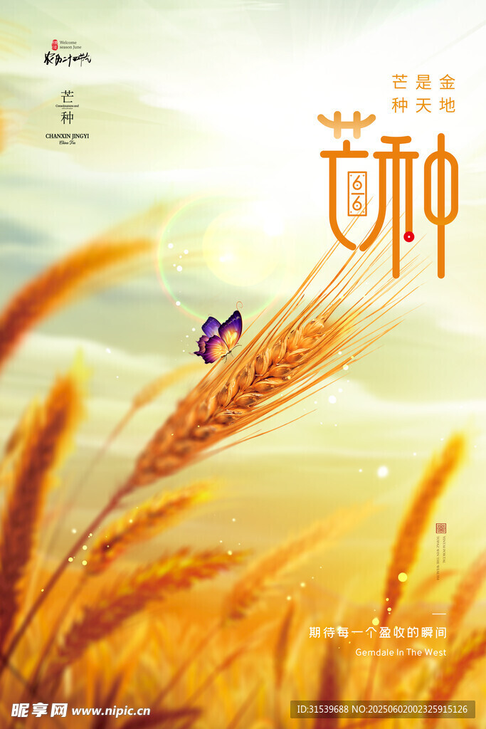 简约大气夕阳黄金麦子芒种节气