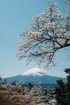 富士山 烂漫樱花树