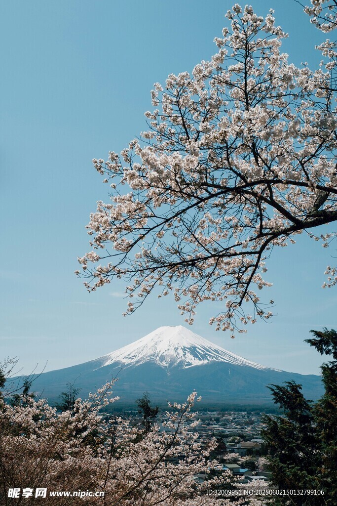 富士山 烂漫樱花树
