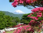富士山 烂漫盛开的繁花
