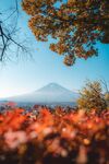 秋日红叶映衬下的富士山