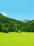 翠绿山林间的广袤绿草地