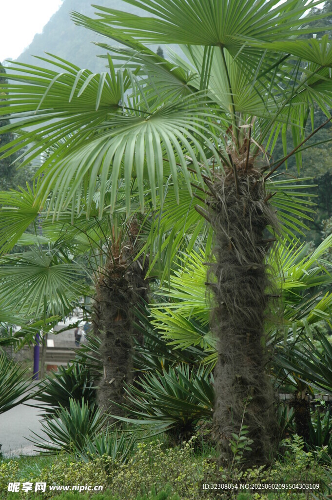 户外棕榈植物景观