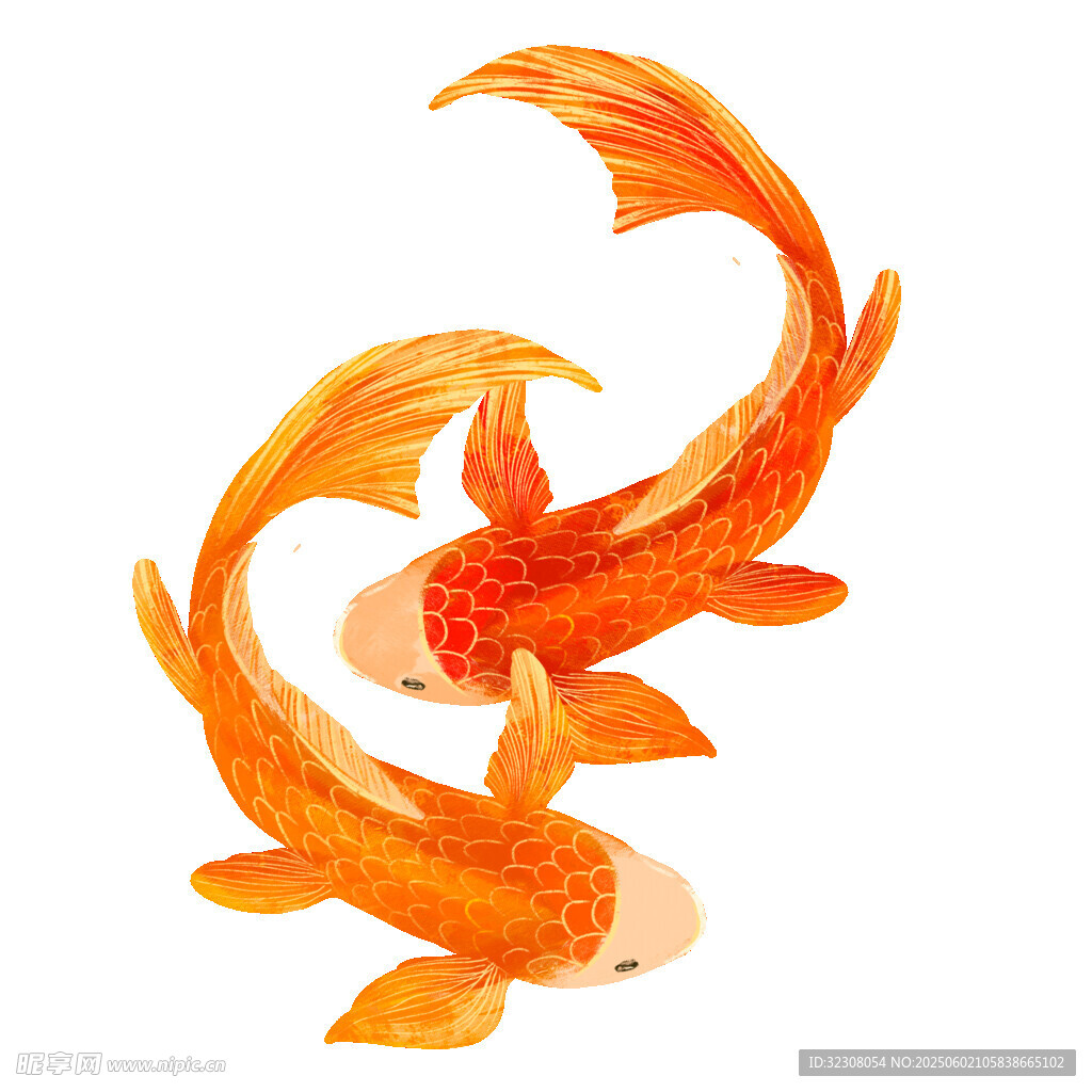双金鱼插画