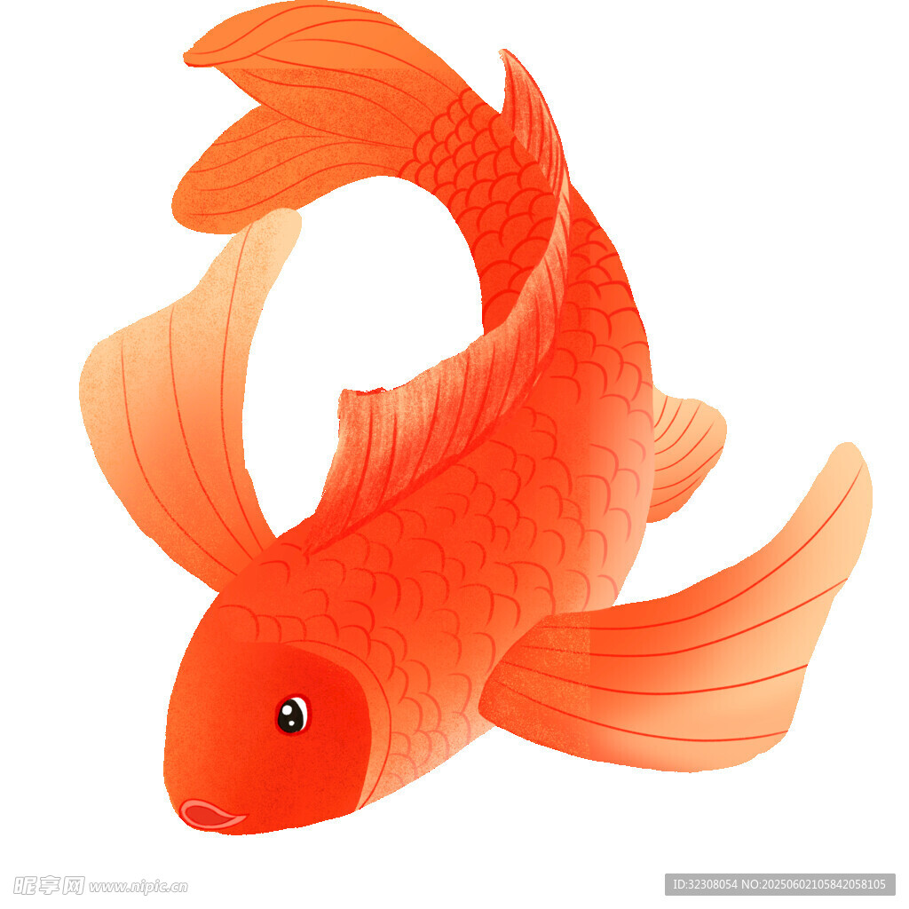 灵动橙红色金鱼插画