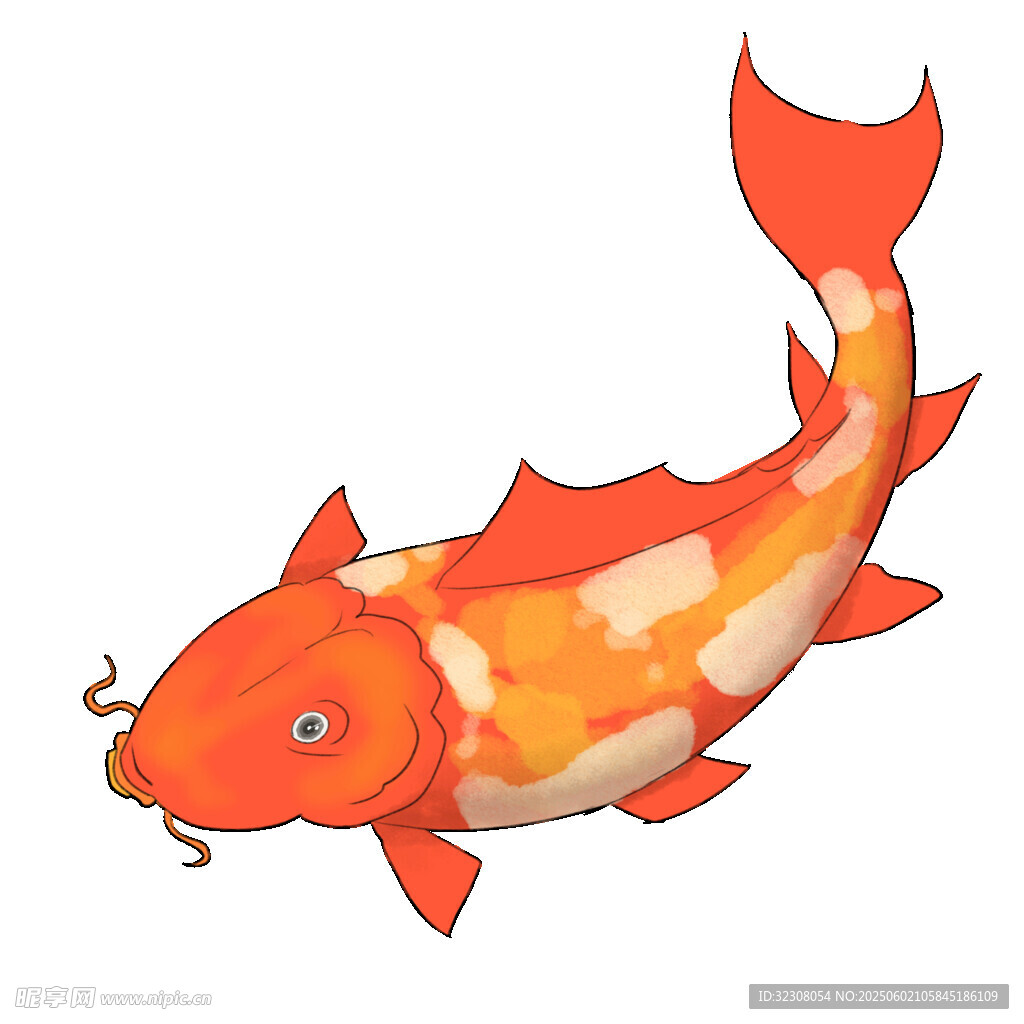 橙色锦鲤插画