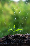 雨中嫩苗破土而出