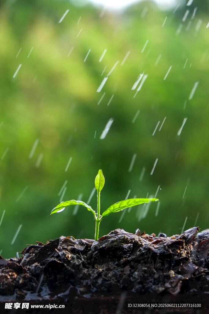 雨中嫩苗破土而出