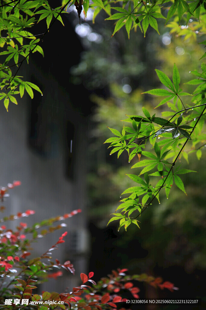 绿叶红枫间的中式景致