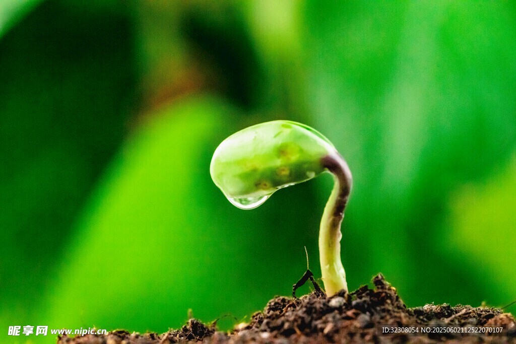 破土而出的嫩绿幼苗