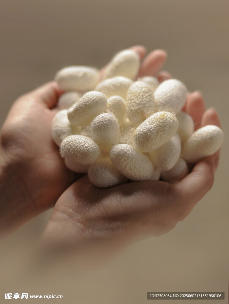 手中捧起的白色棉花团