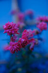 月季花