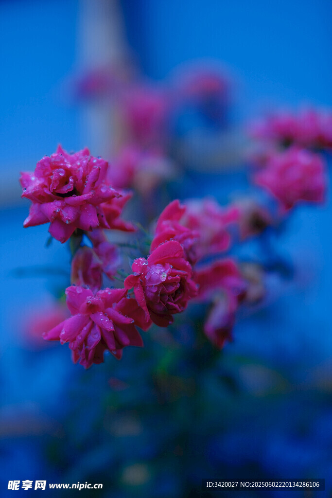 月季花