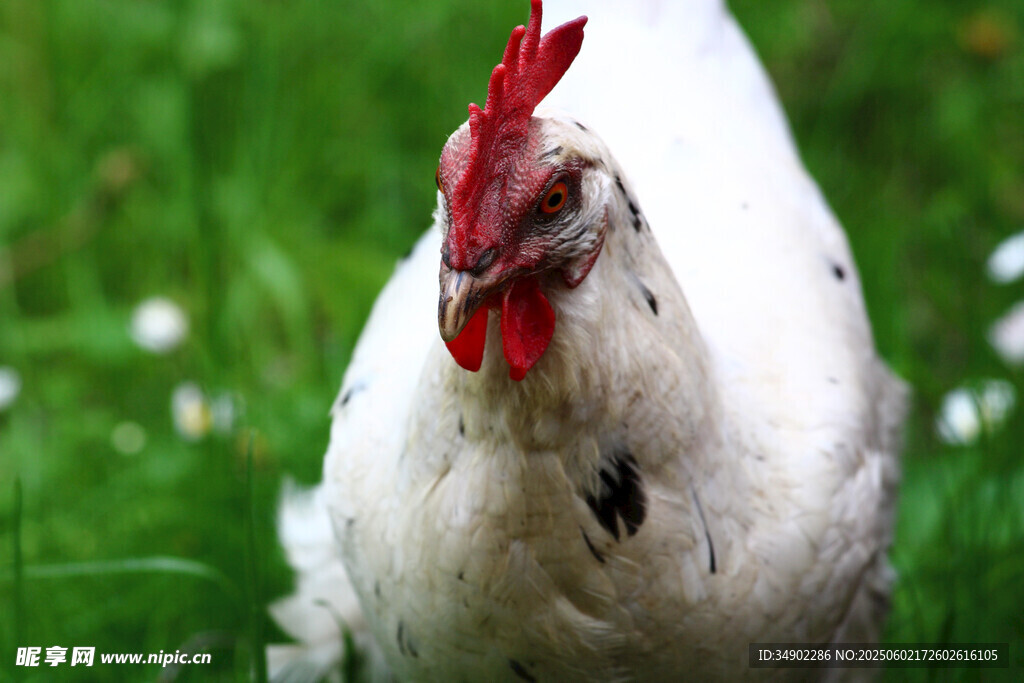 草地上的白公鸡