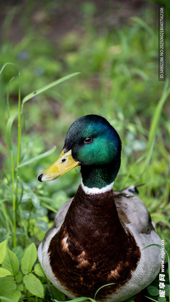 草丛中的绿头鸭