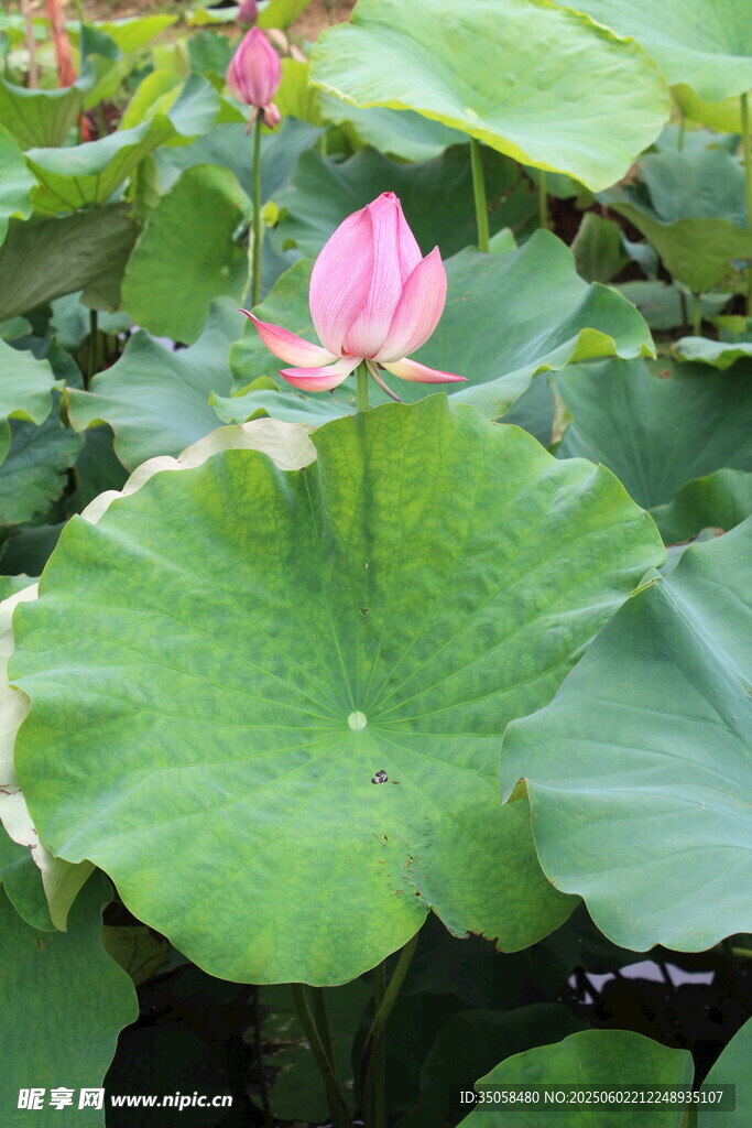 荷花  