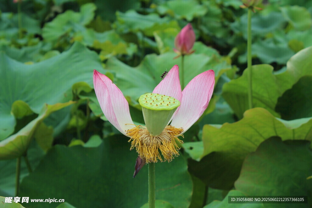 荷花 