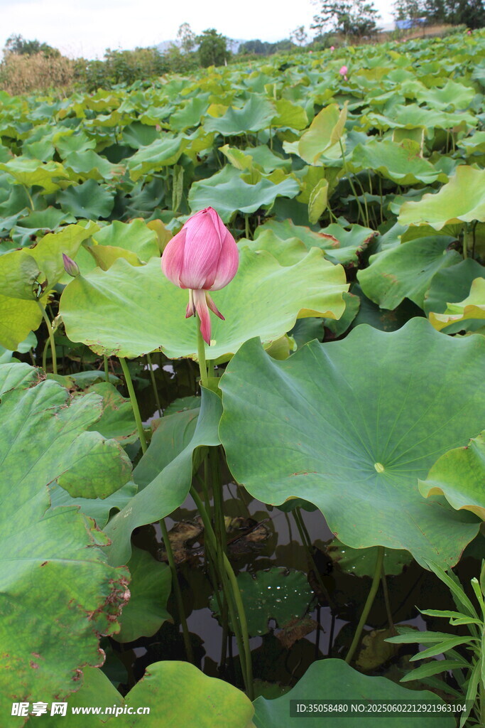 荷花  