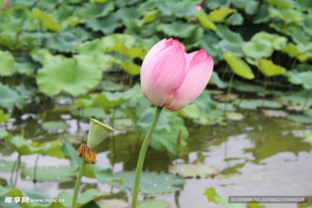 荷花 