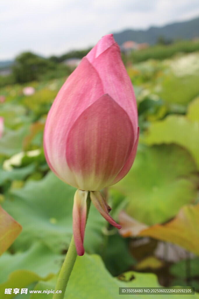  荷花