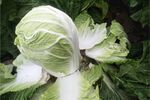 新鲜大白菜 菜叶饱满