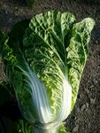 新鲜大白菜