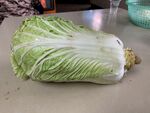 一颗新鲜的大白菜
